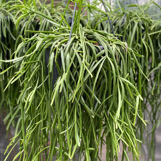 Rhipsalis kopen 