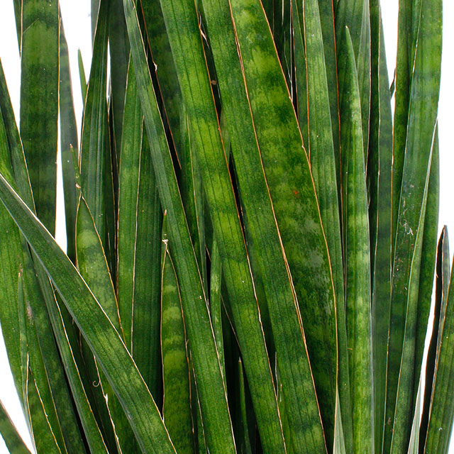 Sansevieria kirkii kopen