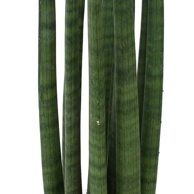 Sansevieria Straight kopen