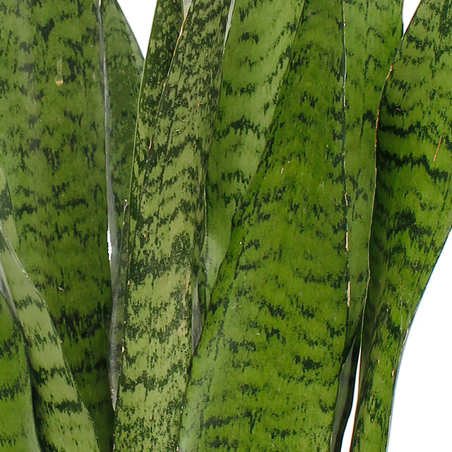 Sansevieria Zeylanica