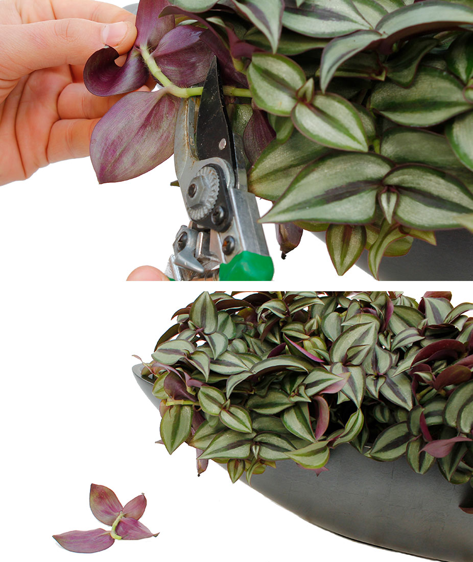 Tradescantia stekken vermeerderen