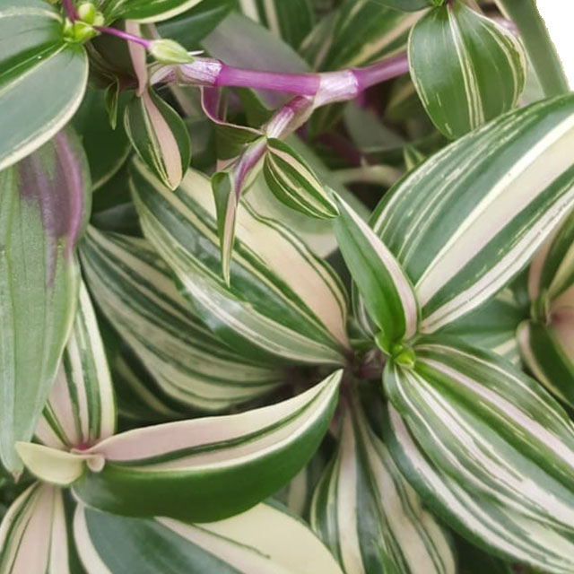 Tradescantia Quadricolor kopen