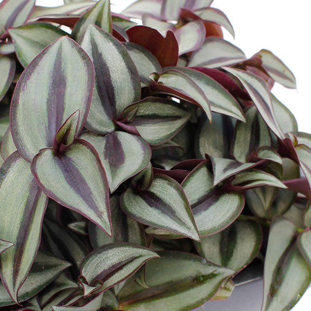 Tradescantia Zebrina