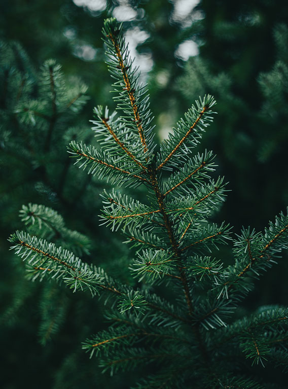 Echte kerstkoom kopen