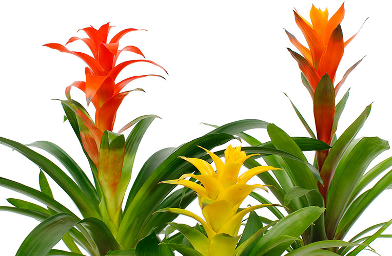 Bromelia kamerplant Ananasplant