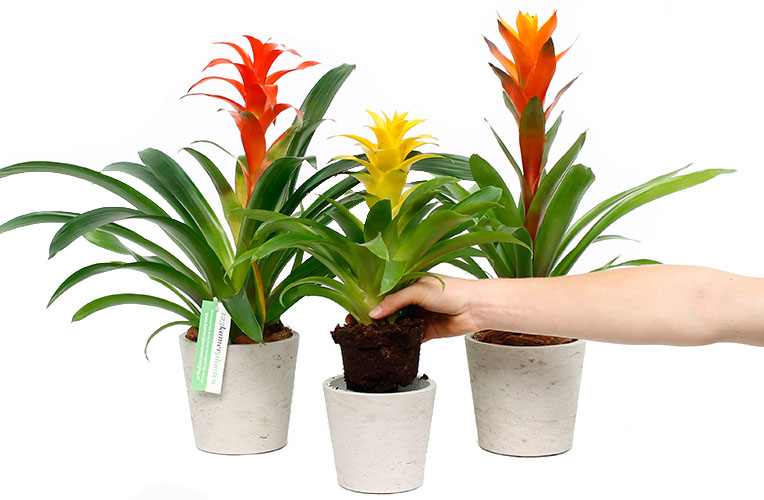 Bromelia verpotten