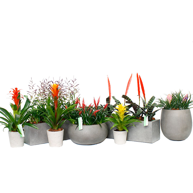 Bromelia verzorging