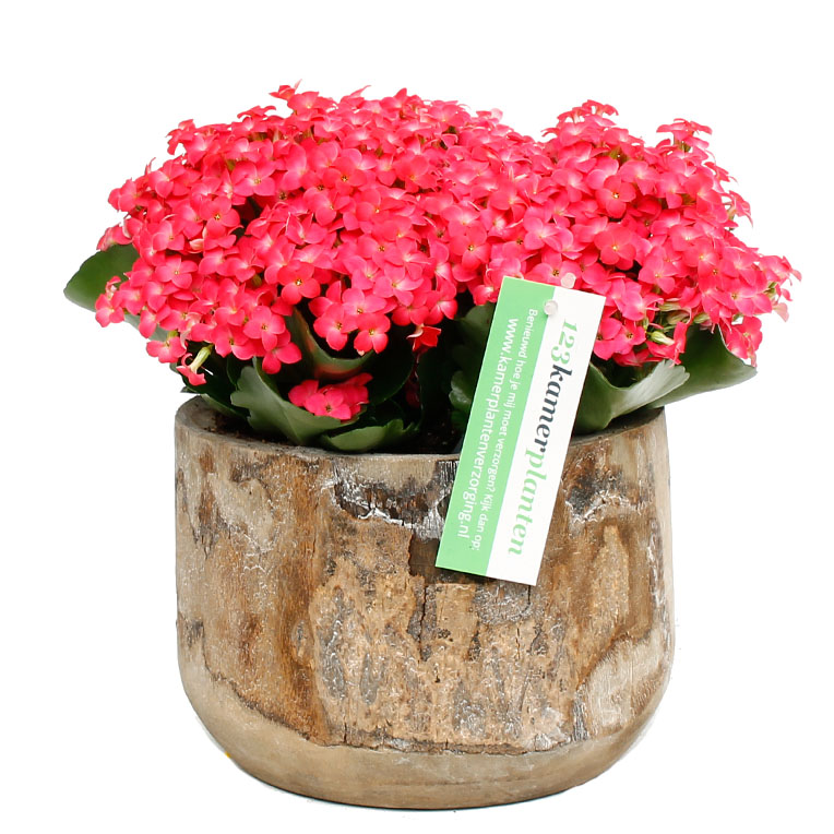 Voeding voor Kalanchoe roze in pot