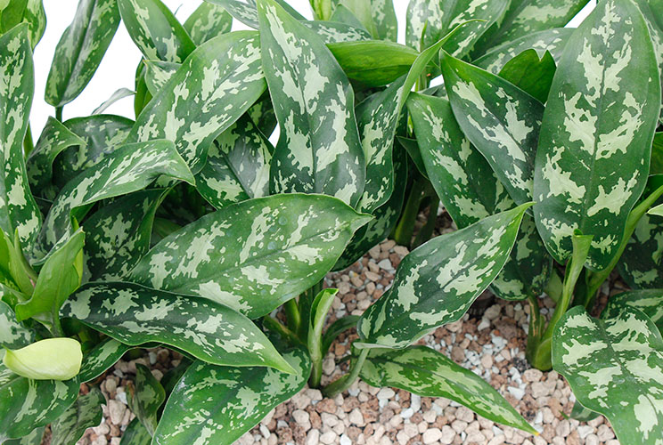 Aglaonema plantjes