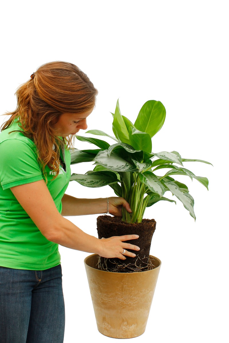 Aglaonema verpotten