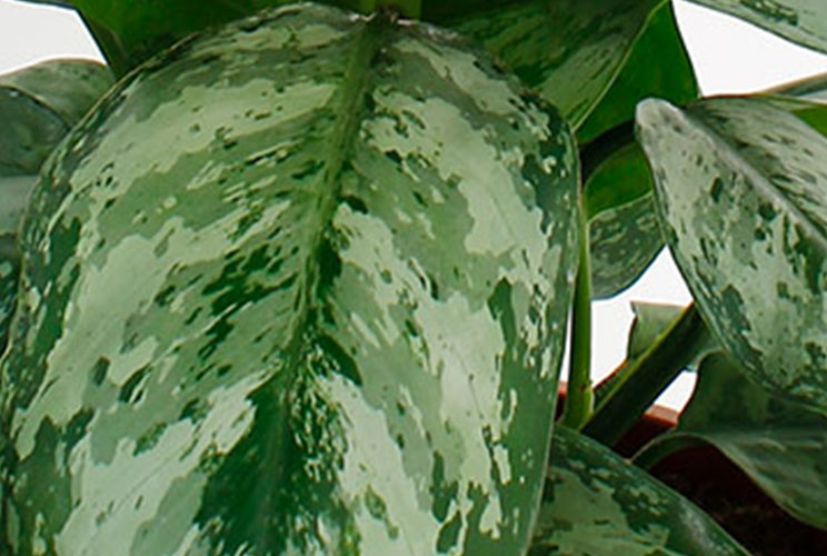 Nieuw blad Aglaonema