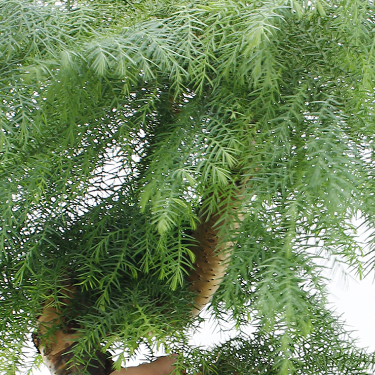 Araucaria verzorging