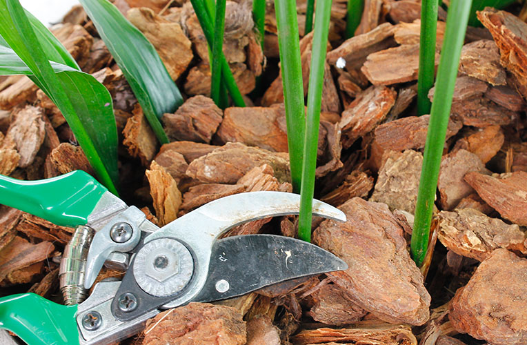 Aspidistra snoeien