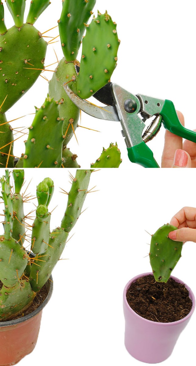 cactus snoeien en vermeerderen