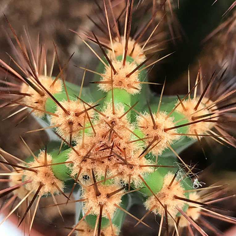 cactus stekels