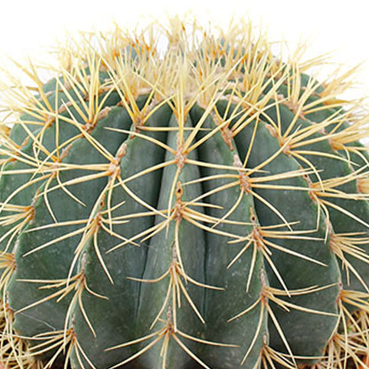 Cactus verzorging