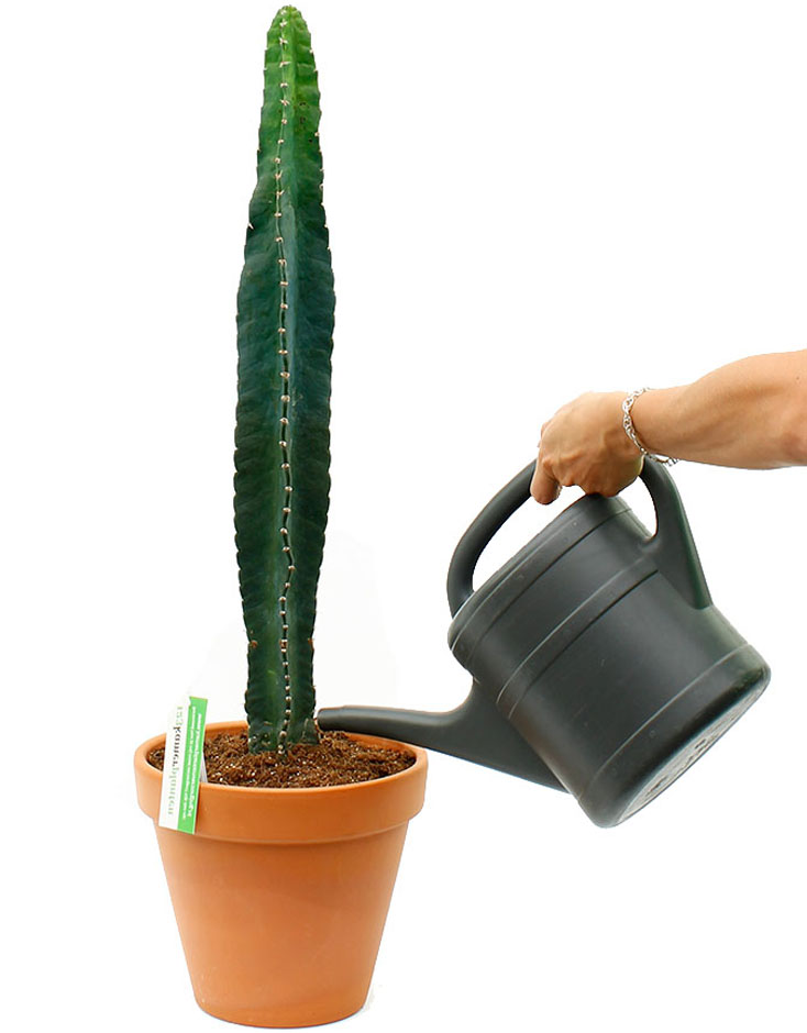 cactus water geven 
