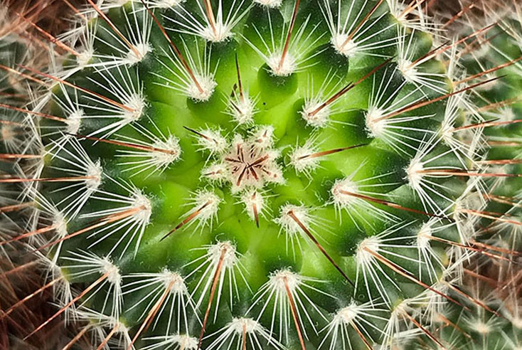 mooie cactus
