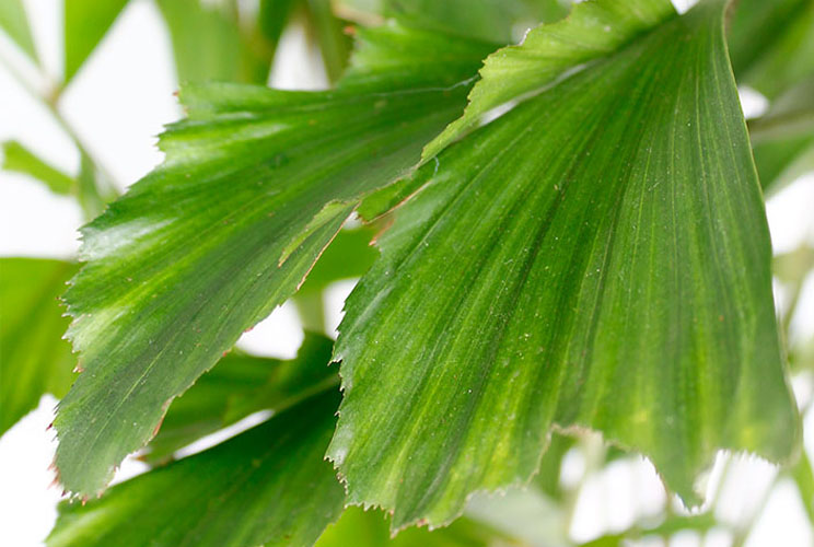 Caryota Mitis blad