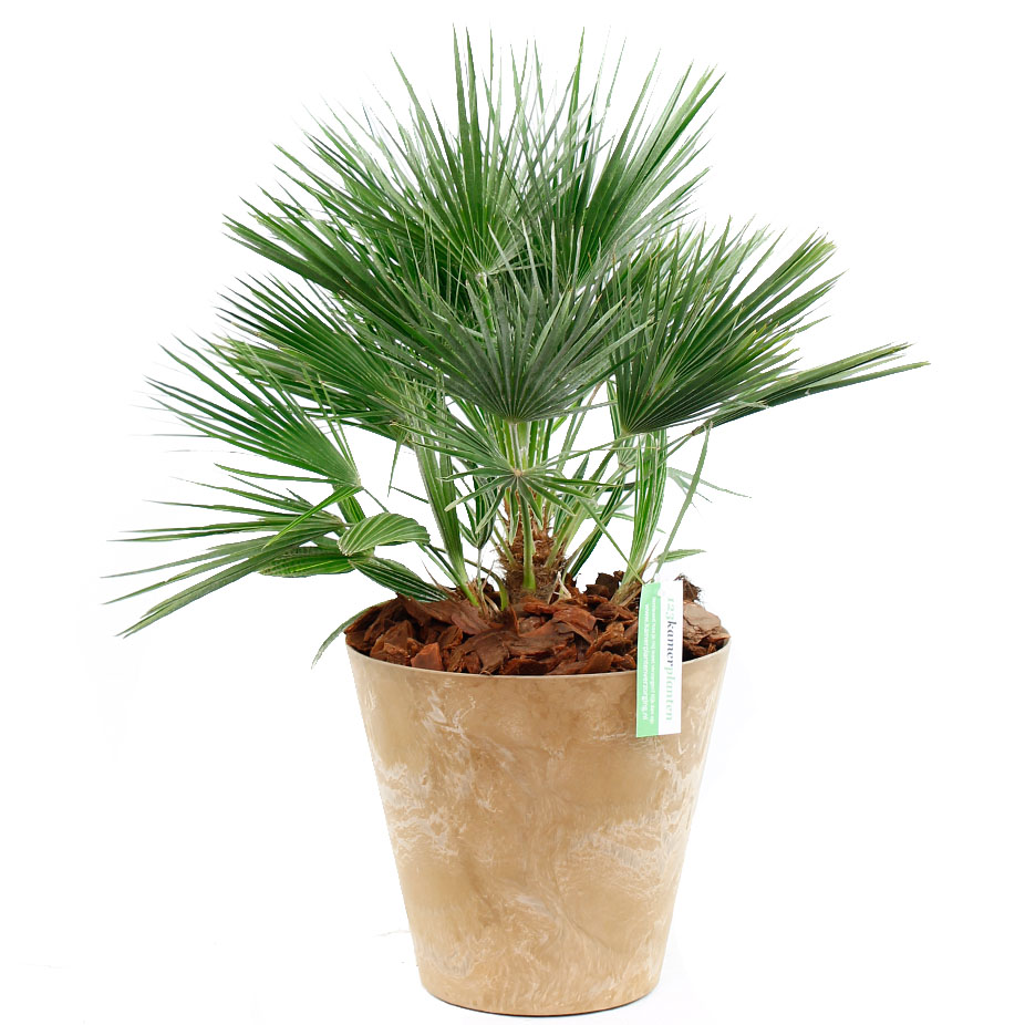 Chamaerops Humilis verpotten