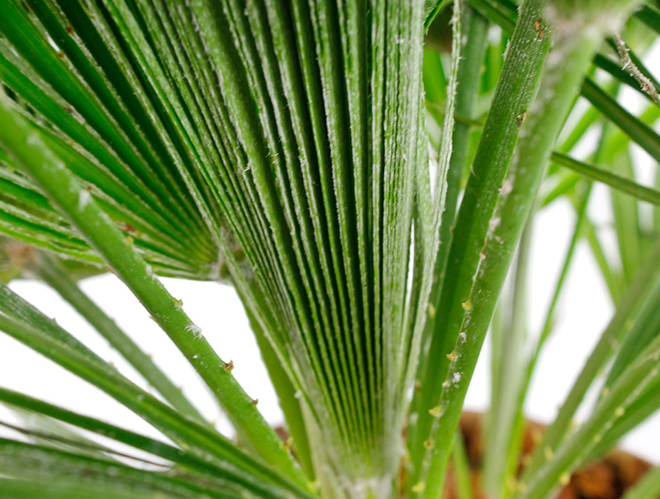 Chamaerops Humilis nieuw blad