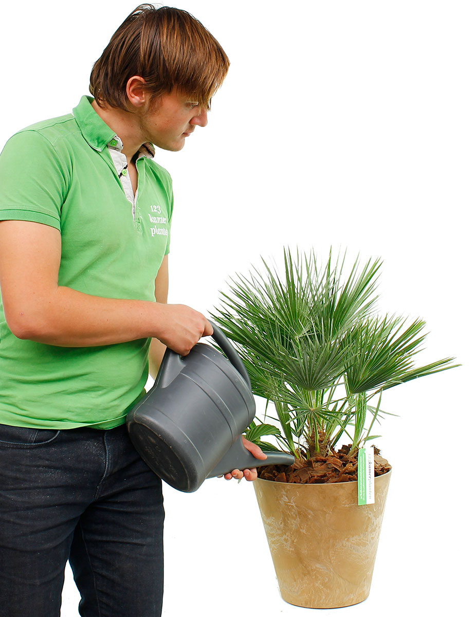 Chamaerops Humilis water geven