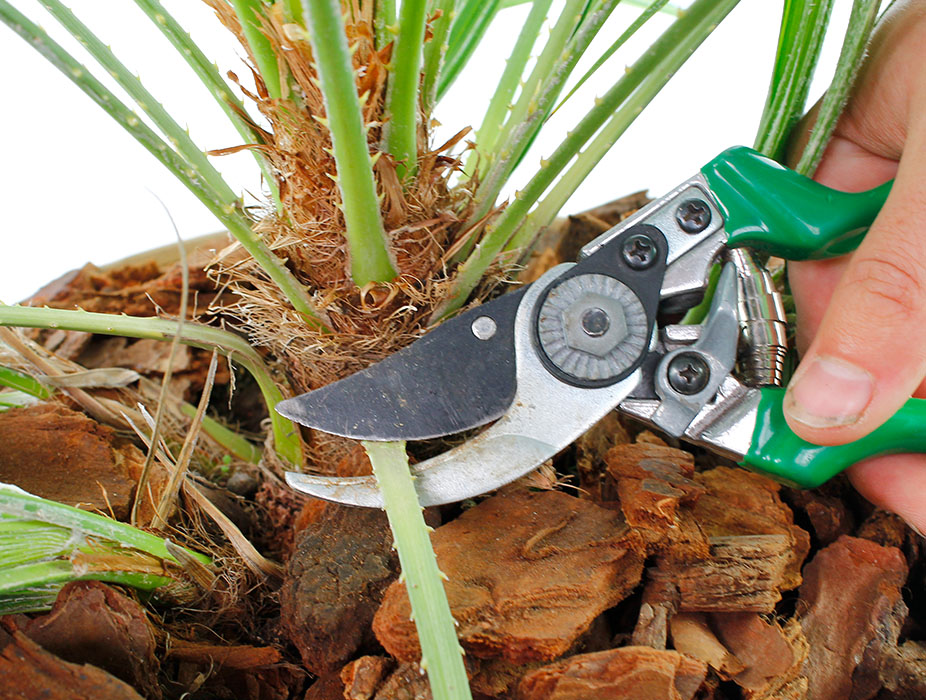 Chamaerops Humilis knippen en snoeien