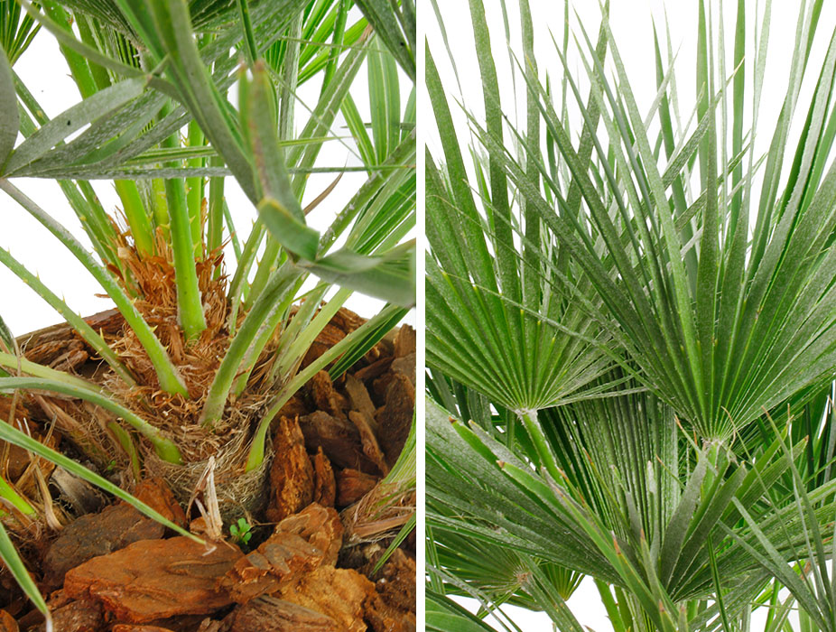 Chamaerops Humilis palm stam en blad