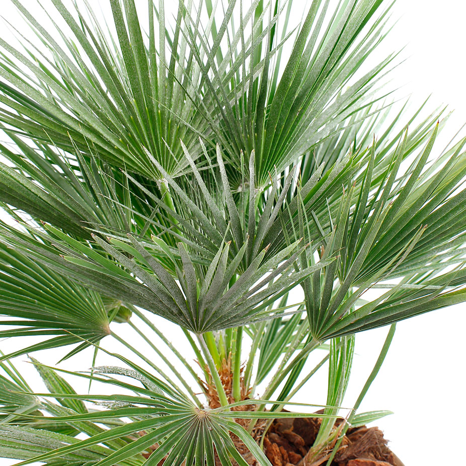 Chamaerops Humilis verzorging