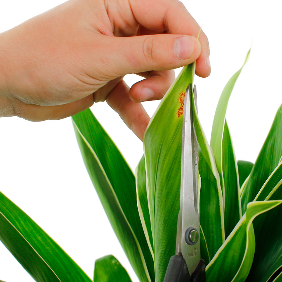 Cordyline bruin blad knippen