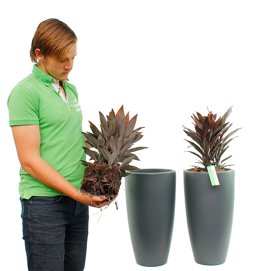 Cordyline verpotten