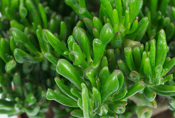 Crassula bladeren