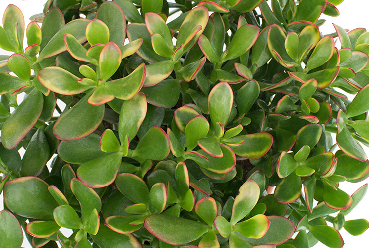 Crassula van bovenaf