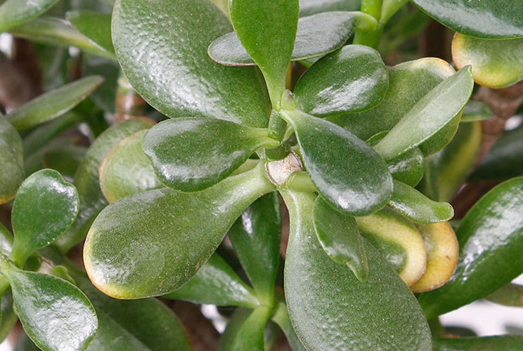 Crassula blad