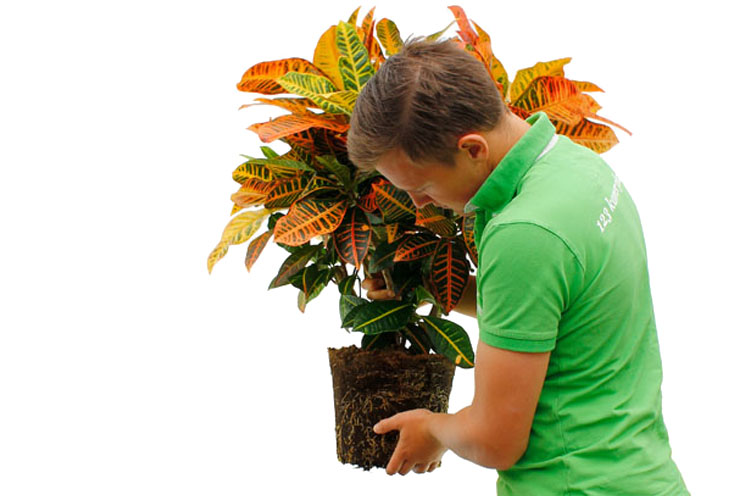 Croton verpotten