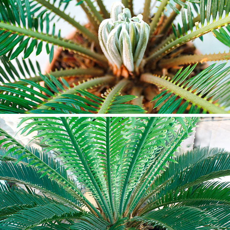 Cycas nieuw blad