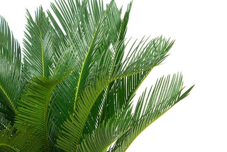 Cycas bladeren