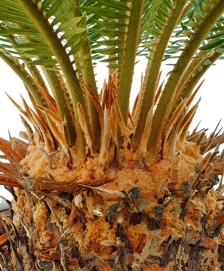 Cycas stam