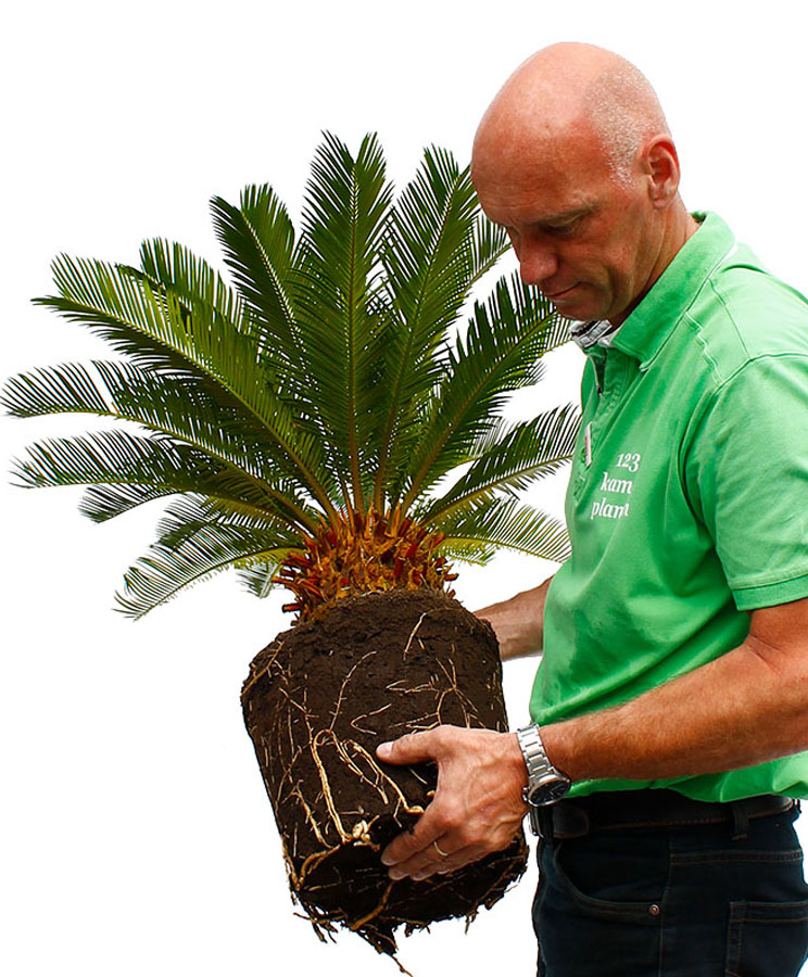 Cycas verpotten