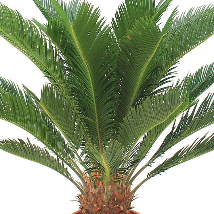 Cycas verzorging