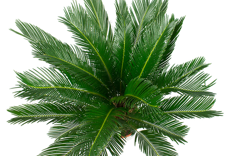 Cycas van bovenaf