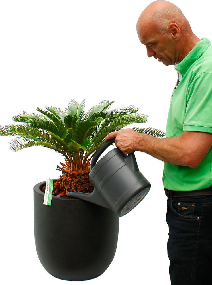 Cycas water geven 