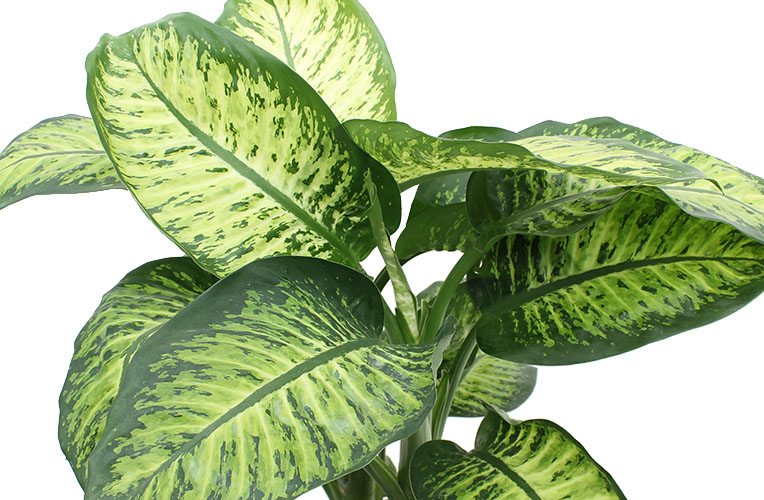 Dieffenbachia jong blad