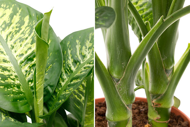 Dieffenbachia stam en bladeren