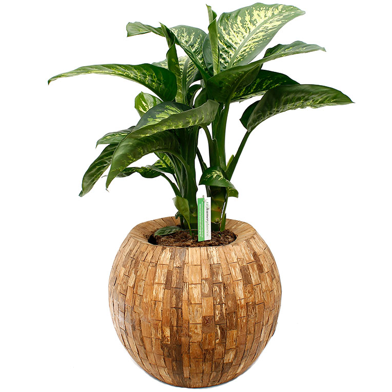 Dieffenbachia in pot