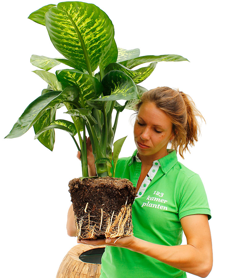 Dieffenbachia verpotten 