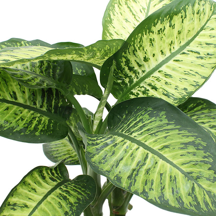 Dieffenbachia verzorging