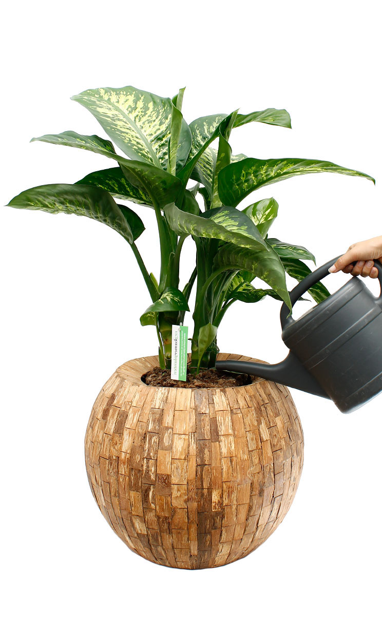 Dieffenbachia water geven 