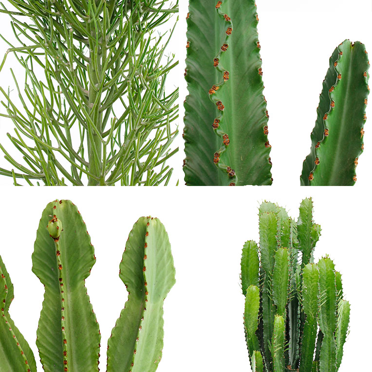Euphorbia verzorging