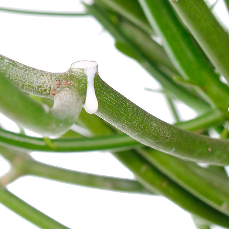 Euphorbia snoeien wolfsmelk